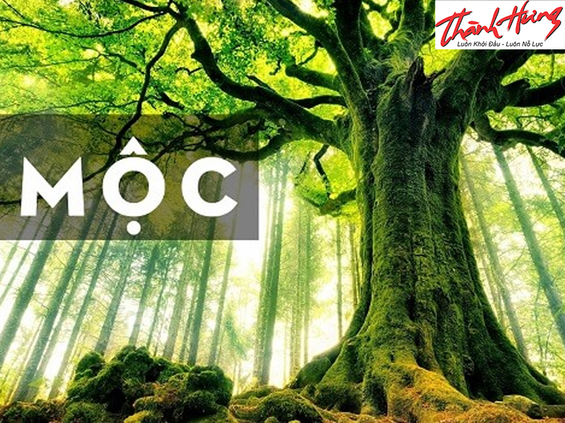 Mệnh Mộc hợp màu gì