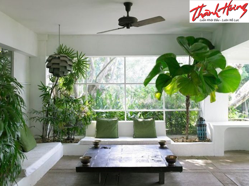 Trồng cây xanh giúp làm mát phòng Trồng cây xanh giúp làm mát phòng