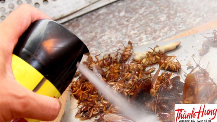 Diệt gián bằng thuốc diệt gián chuyên dụng Diệt gián bằng thuốc diệt gián chuyên dụng