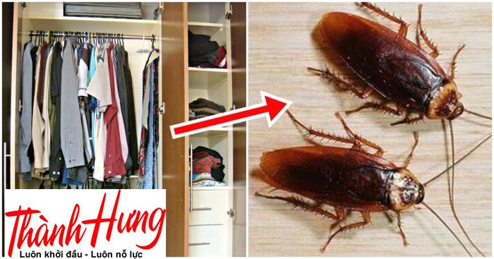 Hướng dẫn cách phòng chống gián trong tủ quần áo hiệu quả Hướng dẫn cách phòng chống gián trong tủ quần áo hiệu quả