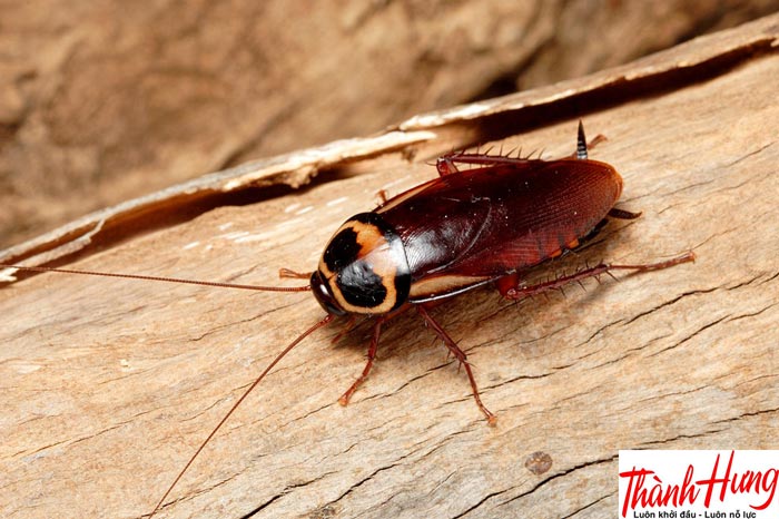 Sinh vật mang tên "GIÁN" là gì ? Sinh vật mang tên "GIÁN" là gì ?