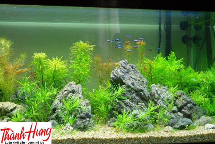 Lưu ý khi di chuyển hồ thủy sinh nặng, kích thước lớn