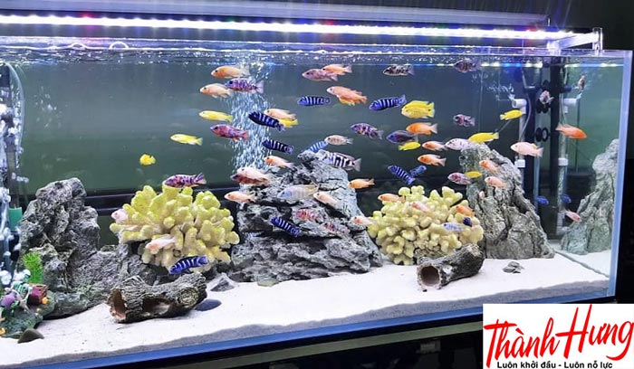 Bể thủy sinh tượng trưng cho phong thủy của gia đình