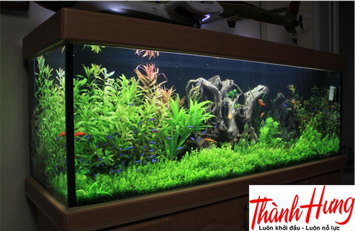 Hướng dẫn cách chuyển bể thủy sinh khi chuyển nhà an toàn 