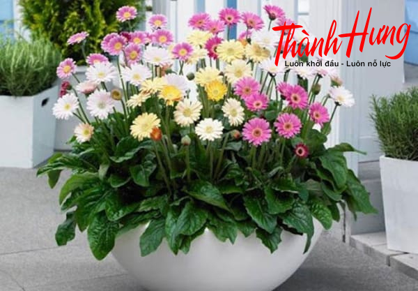 Hoa đồng tiền