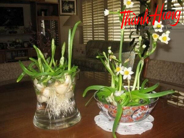 Cây hoa Thuỷ Tiên