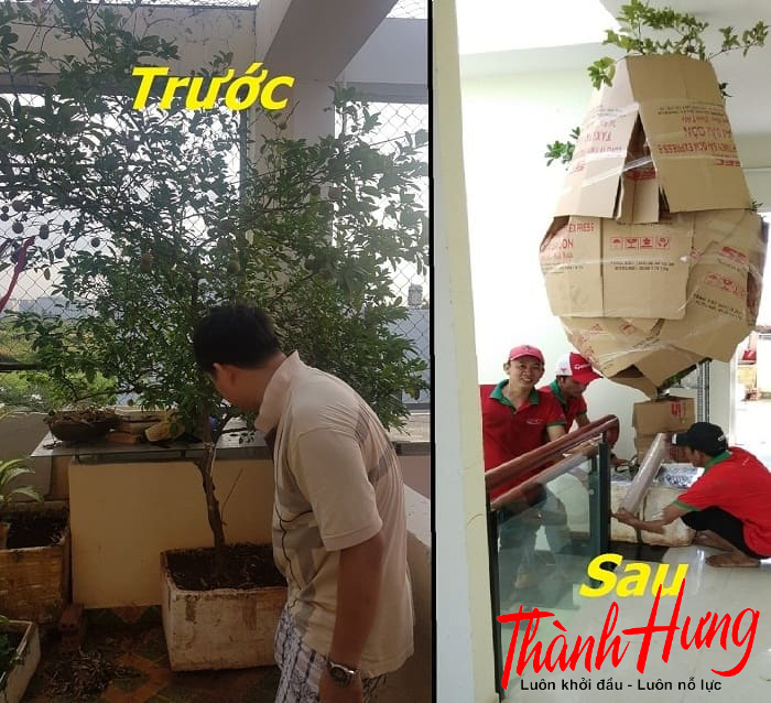 Cách đóng gói cây cảnh trước khi vận chuyển Cách đóng gói cây cảnh trước khi vận chuyển
