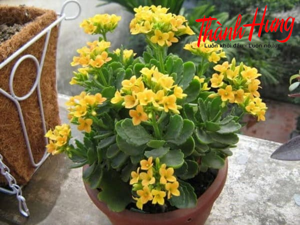 Chậu cây hoa sống đời