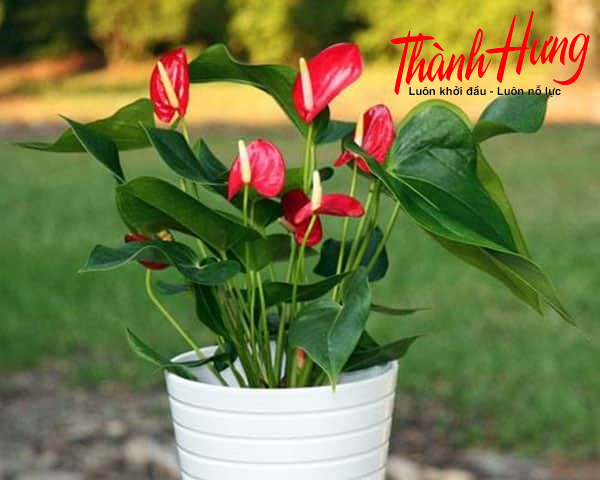 Hoa tiểu môn