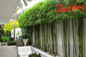 Cây trúc quân tử