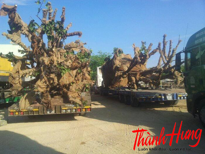 Vận chuyển cây cảnh cỡ lớn Vận chuyển cây cảnh cỡ lớn