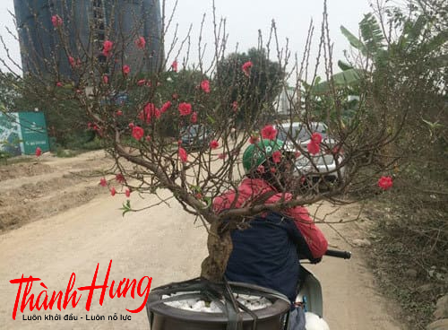 Vận chuyển cây đào