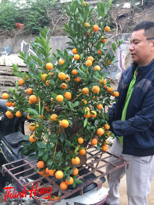 Vận chuyển cây quất ngày tết
