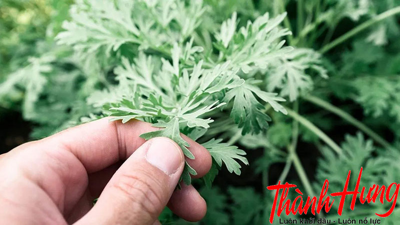 Sử dụng rau lá ngải để xua đuổi tà ma