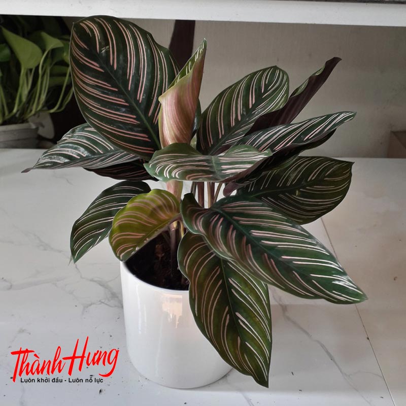 Cây Đuôi Phụng - Biểu tượng cho phúc lộc và tiền tài