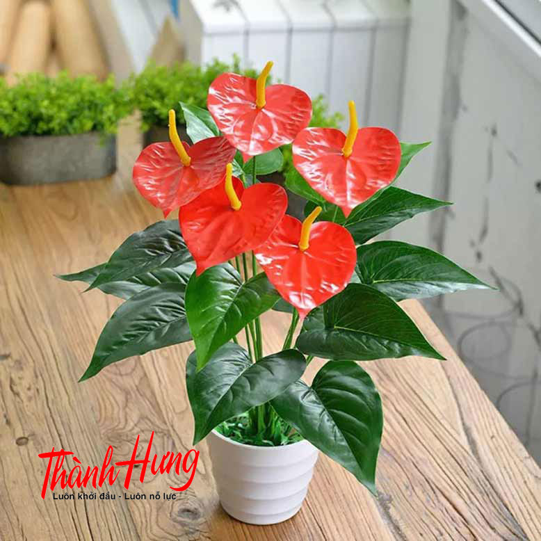 Cây hồng môn - Tạo điểm nhấn cho không gian