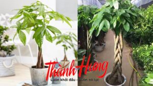 Cây kim ngân - Mang tới tiền tài