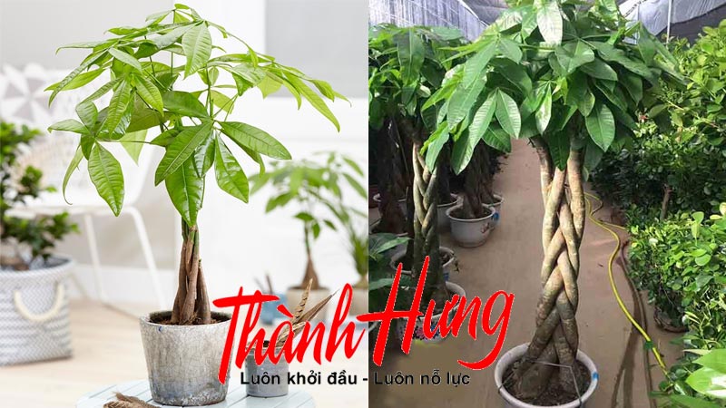 Cây kim ngân - Mang tới tiền tài