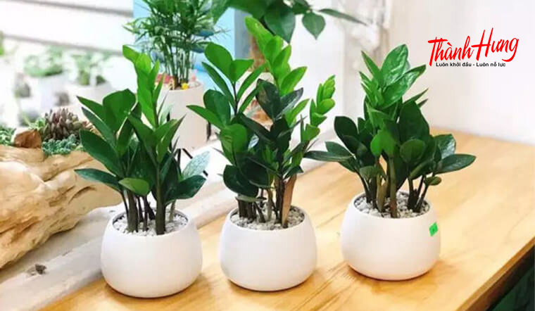 Cây kim tiền thu hút may mắn và tài lộc