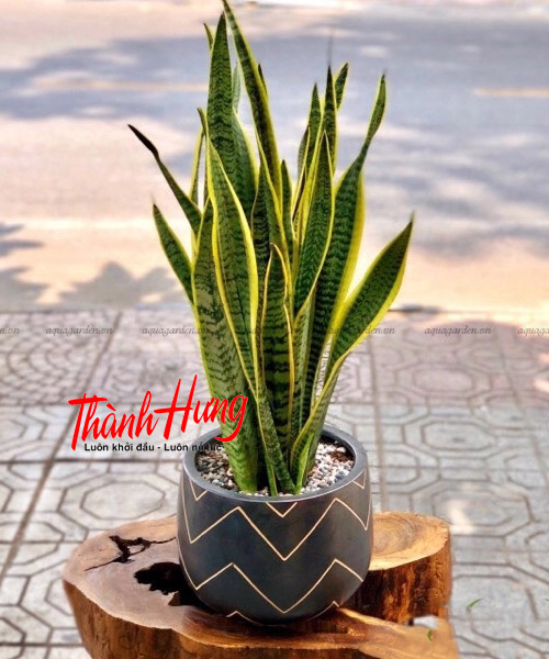 Cây lưỡi hổ có thể thanh lọc không khí trong nhà rất tốt