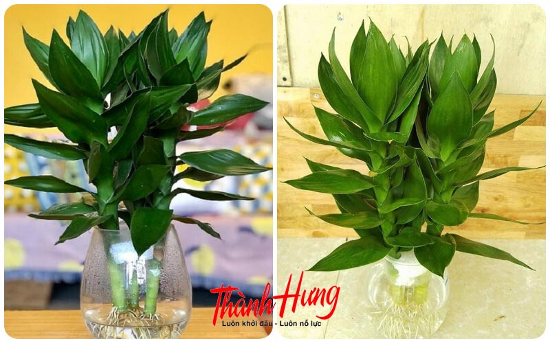 Cây phát tài búp sen - Mong muốn phát tài