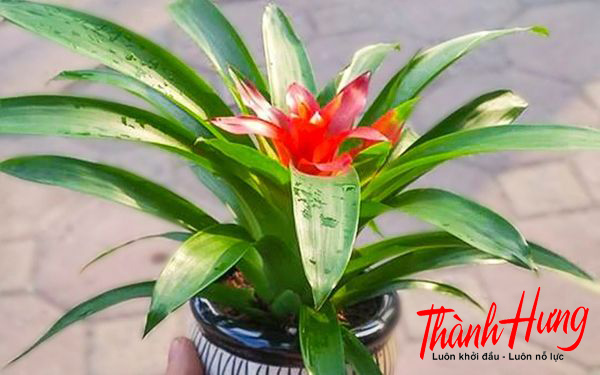 Cây Bromeliad biểu tượng cho sức sống mãnh liệt