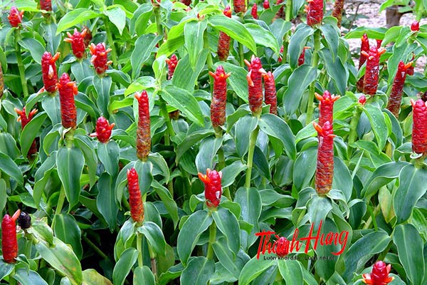 Cây Mang Phúc Lộc Thọ - Biểu tượng của sự thành công