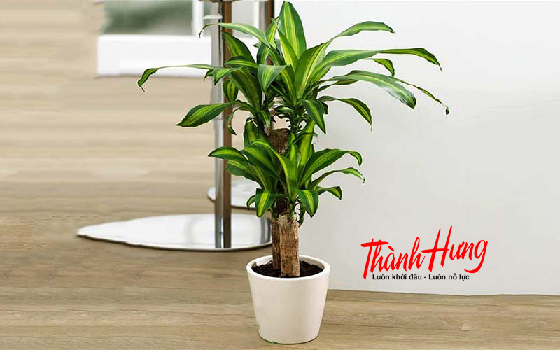 Cây mộc lan cực thích hợp để trang trí phòng khách
