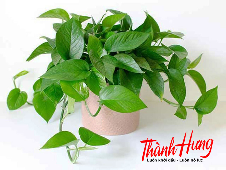 Cây trầu bà mang tới tài lộc và phú quý