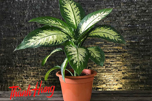 Cây vạn niên thanh mang tới sự thư thái và tài lộc