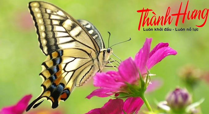 Bướm bay vào nhà sẽ mang theo những điều tốt lành trong cuộc sống sẽ xảy tới trong tương lai