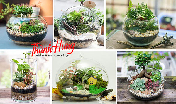 Cây nhỏ, tiểu canh làm quà mừng tân gia sẽ đem tới điểm nhấn cho ngôi nhà mới Cây nhỏ, tiểu canh làm quà mừng tân gia sẽ đem tới điểm nhấn cho ngôi nhà mới