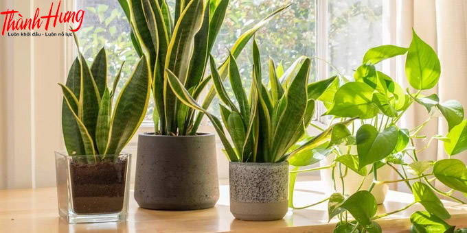 Cây xanh cũng có khả năng lọc không khí và giảm độ ẩm rất tốt