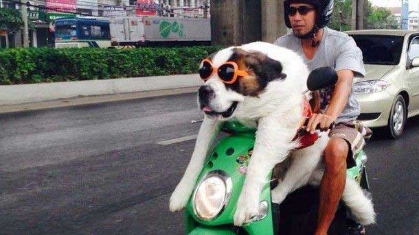 Có nên gửi chó mèo ở khoang hành lý xe khách