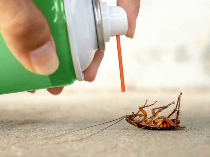 Đặt biện pháp đuổi gián phù hợp