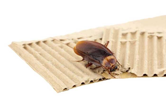 Hút bụi và thu gom phân, trứng, xác gián