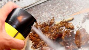 Những sai lầm thường gặp khi diệt gián trong tủ quần áo